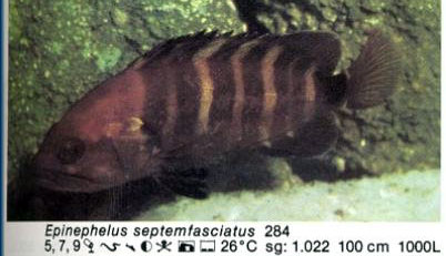 Epinephelus septemfasciatus